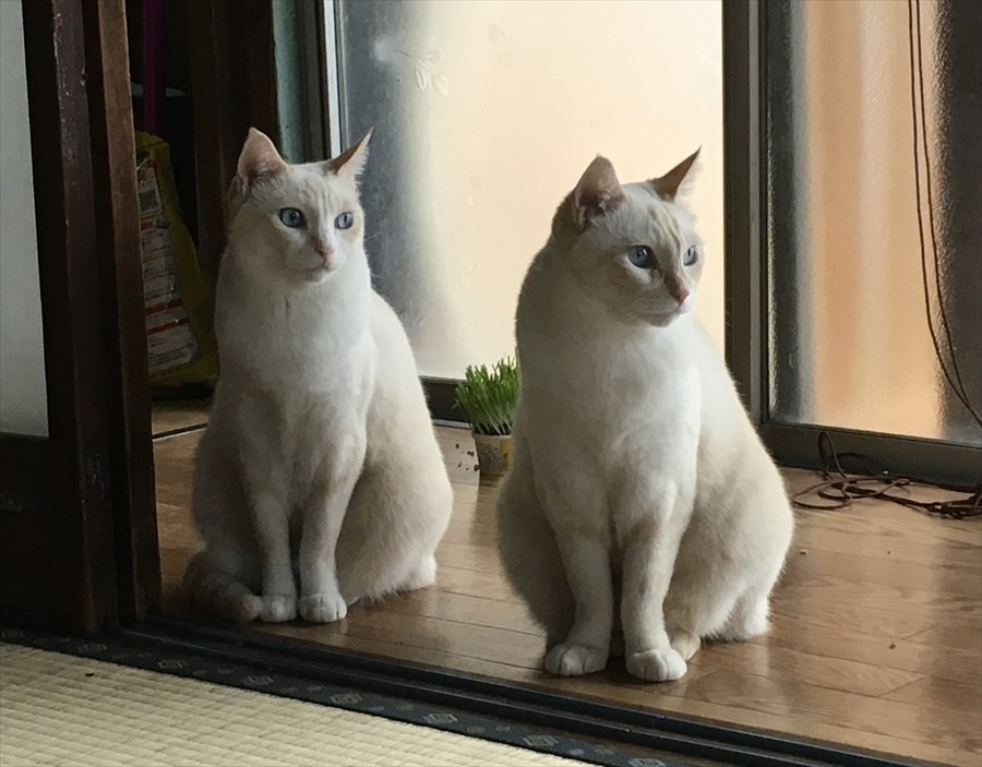 愛猫の写真
