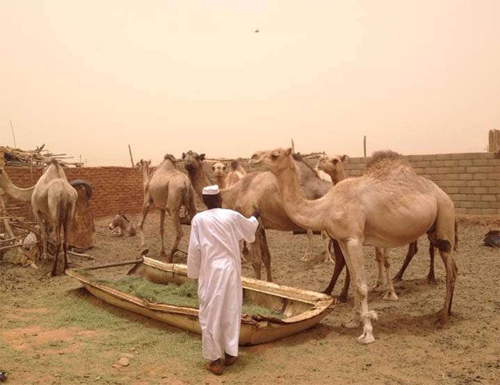 ラクダのお写真