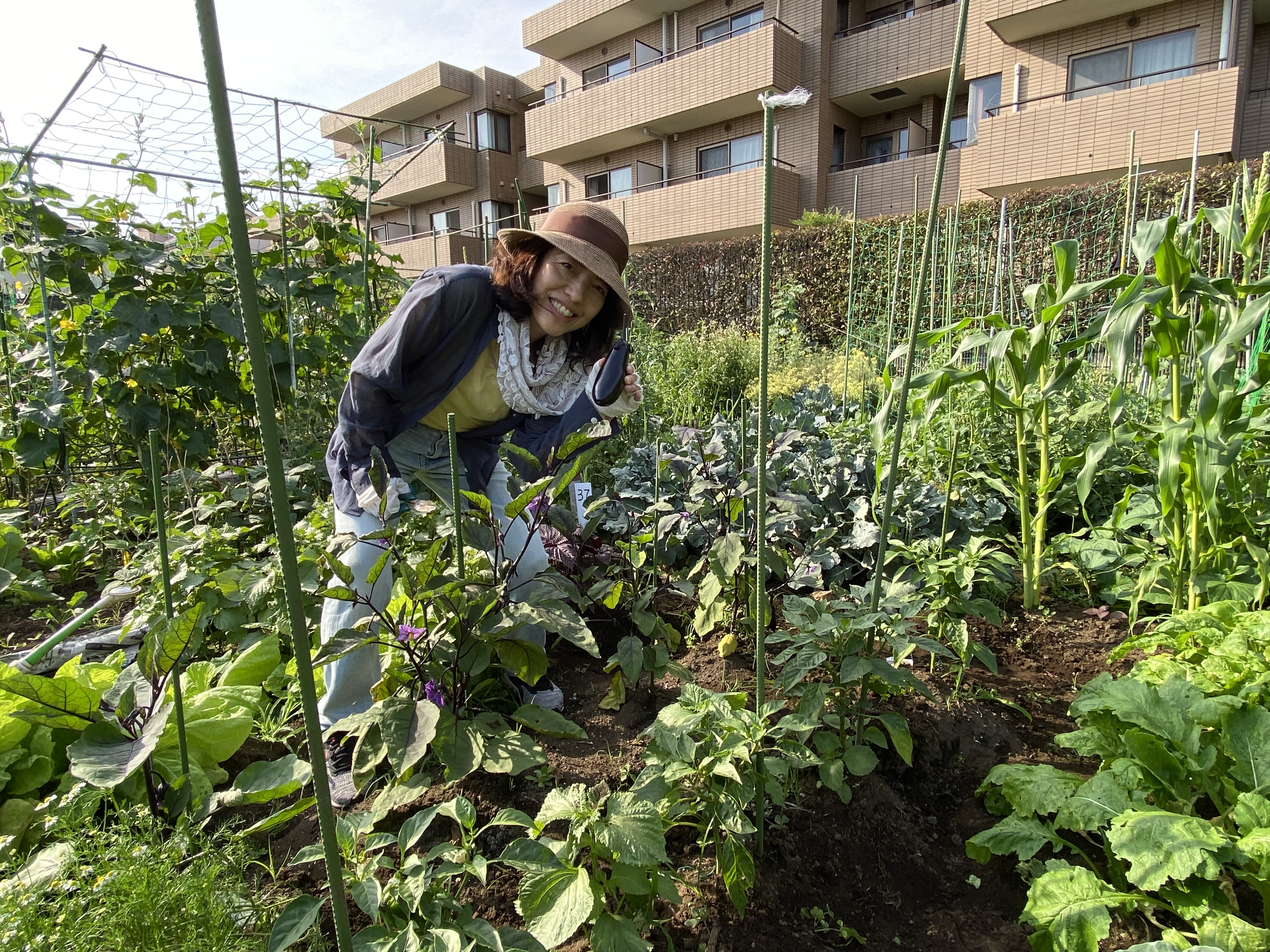地域の農園（ナスの収穫）